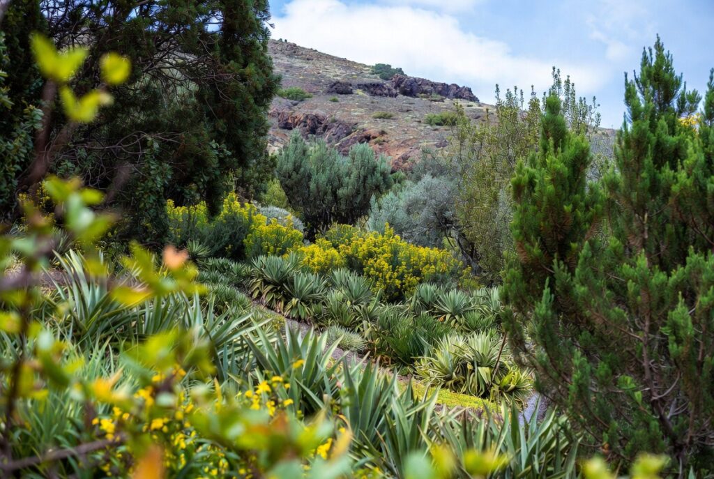 Bild eines gestaltet garten auf la palma
